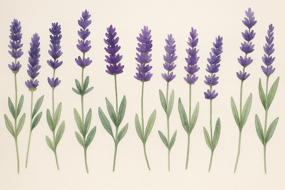 How Lavender Has Benefited the World: History, Uses & Lasting Impact