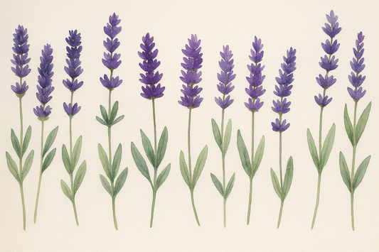 How Lavender Has Benefited the World: History, Uses & Lasting Impact