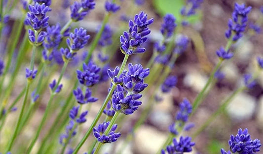 7 Amazing Benefits of Lavender for Your Health, Home, and Well-Being