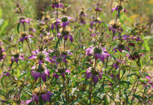 Spotted Bee Balm (Monarda punctata): 7 Remarkable Benefits for Health, Garden & Wildlife
