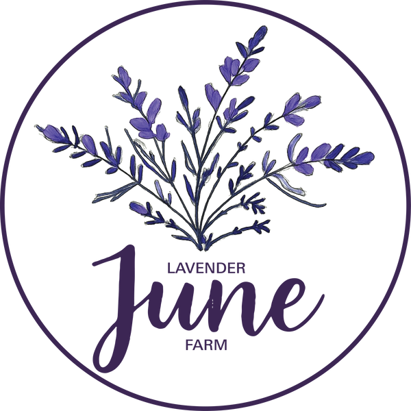 Lavender June Farm